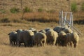 A cute buttocks photo of the rear view of beige sheep walking on brown grass