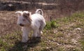 Cute Bwer Yorkshire Terrier puppy for a walk in the park. Yorkie dogs have fun running on the grass in the park for a Royalty Free Stock Photo