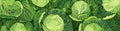 cute cabbage background Head of green cabbage