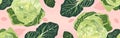 cute cabbage background Head of green cabbage