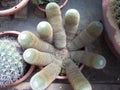 Finger cactus