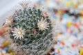 Cute cactus flower in pot Royalty Free Stock Photo