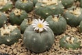 A cute cactus flower on a round tree without thorns