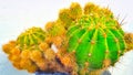 Cute Cactus ! Royalty Free Stock Photo