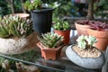 Cute cactus plants