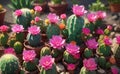 A cute cactus plants with sweet flowers illustration