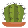 Cute cactus in pot. Green house plant. Home decoration