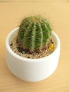 cute cactus and white vase