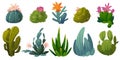 Cute cactuses, succulents and desert plants