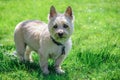 Cute Cairn Terrier Dog Royalty Free Stock Photo