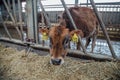 Cute calf of diary Jersey breed. Brown calf in livestock stall eating straw