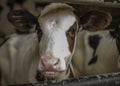 The calf at a dairy farm Royalty Free Stock Photo