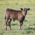 A cute Calf in a field