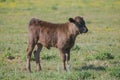 A cute Calf in a field