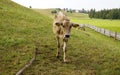 a cute young cow grazing in the Bavarian Alps, Nesselwang, Allgau, Germany