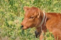 Cute calf head portrait with bright brown red fur