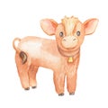 Cute calf isolated on white. Watercolor cartoon illustration. Little cow Royalty Free Stock Photo