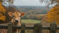 Cute calf looking out at autumnal landscape Royalty Free Stock Photo