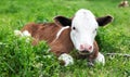 Cute calf lying in green grass of meadow. Royalty Free Stock Photo