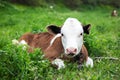 Cute calf lying in green grass of meadow. Royalty Free Stock Photo