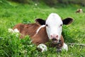 Cute calf lying in green grass of meadow. Royalty Free Stock Photo