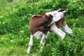 Cute calf lying in green grass of meadow. Royalty Free Stock Photo