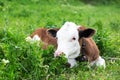 Cute calf lying in green grass of meadow. Royalty Free Stock Photo