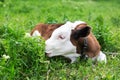 Cute calf lying in green grass of meadow. Royalty Free Stock Photo