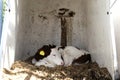 Cute calf sleeping on hay in a dirty calf hutch