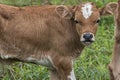 Cute calf of a young bull, Georgia