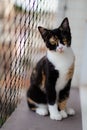 Cute calico cat on a balcony lookig through metal grid fence
