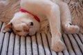 Cute calico cat laying upside down