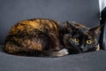 Cute calico cat lying on grey office chair and looking at camera - close up Royalty Free Stock Photo