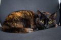 Cute calico cat lying on grey office chair and looking at camera - close up Royalty Free Stock Photo