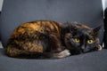 Cute calico cat lying on grey office chair and looking at camera - close up Royalty Free Stock Photo