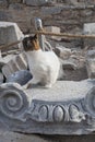 Cat on historic throne Royalty Free Stock Photo