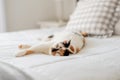 Cute calico cat relaxing on white bed