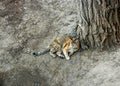 Cute calico cat resting on ground from above view Royalty Free Stock Photo