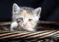 Cute calico kitten in a basket pet adoption rescue