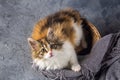 A cute calico kitten house cat Royalty Free Stock Photo