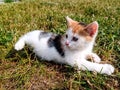 Cute calico kitten laying in the grass