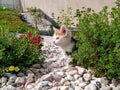 Cute calico kitten playing in the garden