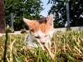 Cute calico kitten playing in the grass