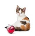 Cute calico kitten sitting next to a Christmas Ornament on a white background.