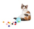 Cute calico kitten sitting next to spilled jelly beans on a whit