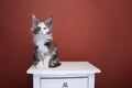 cute calico white maine coon kitten sitting on drawer portrait