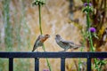 Cute California wildlife scene with house finch feeding baby bird on fence.