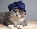 Cute, calm cat in a funny blue hat with a red pompom, looks into the camera with large, beautiful green eyes, lying on a wooden
