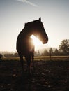 Cute calm horse in morning sunlight