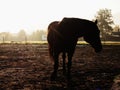 Cute calm horse in morning sunlight